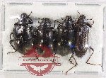 Scientific lot no. 536 Tenebrionidae (4 pcs A2)