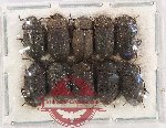 Scientific lot no. 534 Tenebrionidae (10 pcs)
