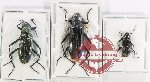 Scientific lot no. 530 Tenebrionidae (3 pcs - 2 pcs A2)
