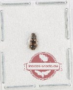 Cleridae sp. 54 (A-)