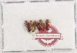 Scientific lot no. 224 Scolytidae (5 pcs)