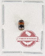 Scolytidae sp. 4