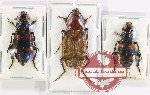 Scientific lot no. 4 Silphidae (3 pcs - 1 pc A2)