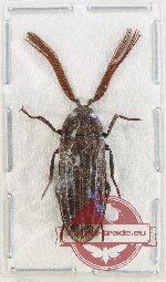 Callirhipidae sp. 12