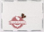 Scientific lot no. 222 Scolytidae (8 pcs)