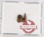Scientific lot no. 121 Attelabidae (3 pcs A2)