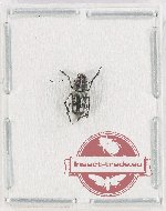 Anthribidae sp. 29