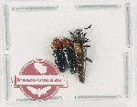 Scientific lot no. 58 Languridae (3 pcs - 1 pc A2)