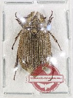 Melolonthinae sp. 27