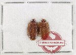 Scientific lot no. 1015 Carabidae (Spalomorpha sp.) (2 pcs)