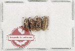 Scientific lot no. 346 Cerambycidae (4 pcs A-)