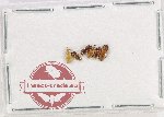 Scientific lot no. 64 Languridae (6 pcs)