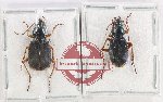 Scientific lot no. 1013 Carabidae (Chlaenius sp.) (1 pair)