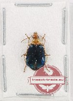 Lebiinae sp. 28
