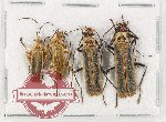 Scientific lot no. 107 Cantharidae (4 pcs)