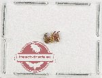 Scientific lot no. 1137 Curculionidae (3 pcs)