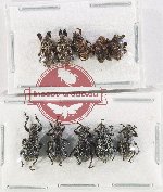 Scientific lot no. 1132 Curculionidae (10 pcs)