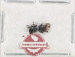 Scientific lot no. 1140 Curculionidae (4 pcs)