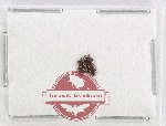 Scientific lot no. 1130 Curculionidae (Cossoninae) (3 pcs)