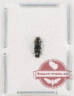 Agrilus sp. 88