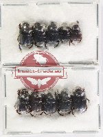 Scientific lot no. 1143 Coprophaga (Onthophagus spp.) (10 pcs)