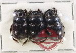 Scientific lot no. 1154 Coprophaga (Coprini) (3 pcs)