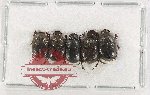 Scientific lot no. 1133 Coprophaga (5 pcs)