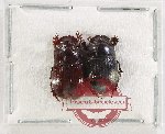Scientific lot no. 1118 Coprophaga (Copris spp.) (2 pcs)