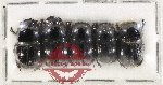Scientific lot no. 1155 Coprophaga (5 pcs)