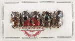 Scientific lot no. 1141 Coprophaga (5 pcs)