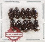 Scientific lot no. 1119 Coprophaga (10 pcs)