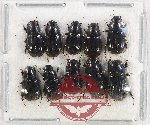Scientific lot no. 1128 Coprophaga (10 pcs)