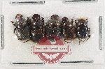 Scientific lot no. 1130 Coprophaga (5 pcs)