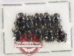 Scientific lot no. 1148 Coprophaga (10 pcs)