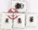 Scientific lot no. 1139 Coprophaga (Onthophagus spp.) (4 pcs - 1 pc A2)