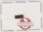 Scientific lot no. 1162 Coprophaga (5 pcs)