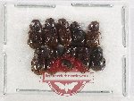 Scientific lot no. 1120 Coprophaga (Aphodiinae) (10 pcs)