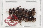 Scientific lot no. 1116 Coprophaga (Aphodiinae) (15 pcs - 2 pcs A2)