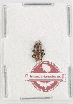 Cerambycidae sp. 126 (A-)