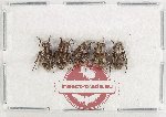 Scientific lot no. 347 Cerambycidae (5 pcs)