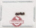 Scaphidiidae Scientific lot no. 14 (5 pcs)
