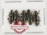 Helotidae Scientific lot no. 45 (5 pcs)