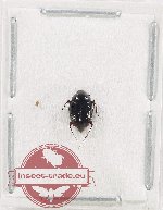 Scaphidiidae sp. 4 (A2)