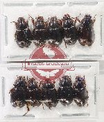 Hybosorinae Scientific lot no. 136 (10 pcs)