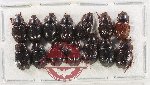 Hybosorinae Scientific lot no. 137 (14 pcs)