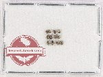 Byrrhidae Scientific lot no. 5 (16 pcs)