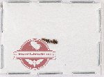 Biphylidae Scientific lot no. 3 (6 pcs - 2 pcs A2)