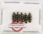 Helotidae Scientific lot no. 46 (5 pcs)