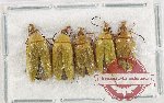 Alleculidae Scientific lot no. 11 (5 pcs)