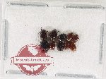 Scaphidiidae Scientific lot no. 13 (10 pcs)
